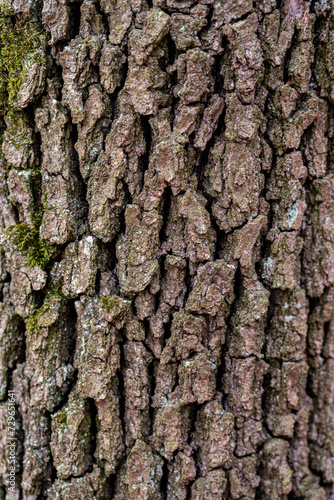 Background and pattern. rustic wood bark texture background of common hornbeam.