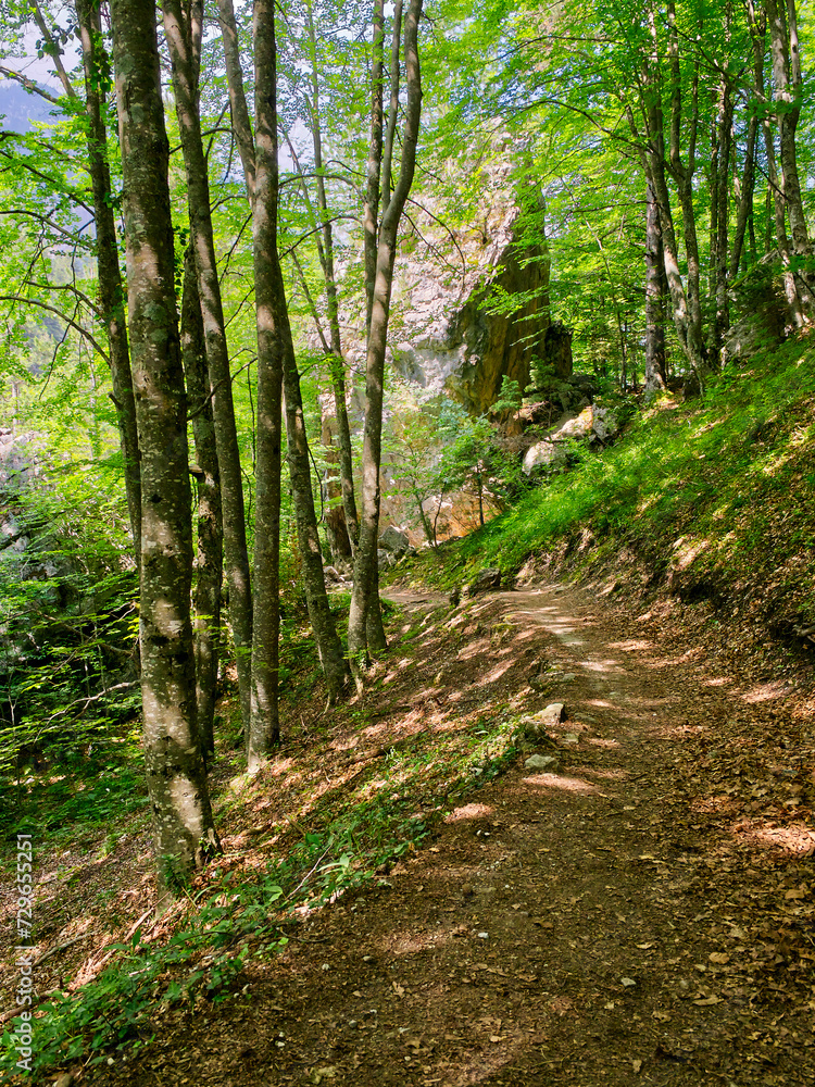 Forest hiking trail in summer. High quality photo Forest hiking trail in summer. High quality photo