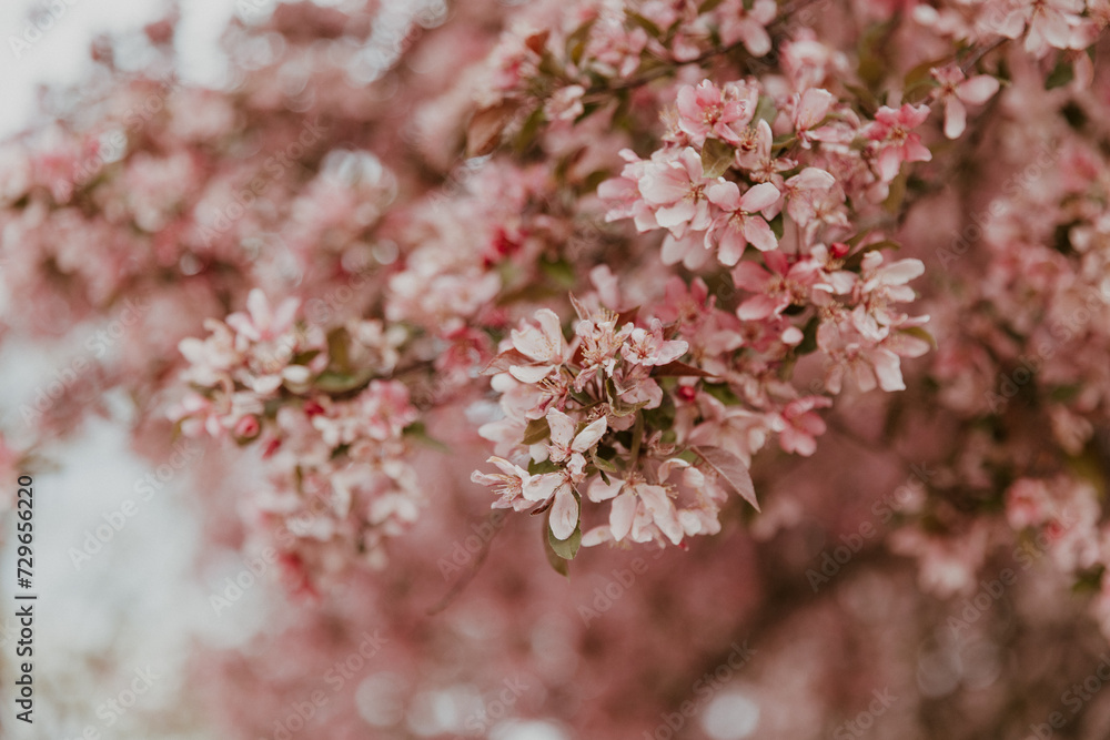 Pink blossom in spring