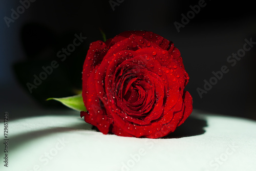 single red rose