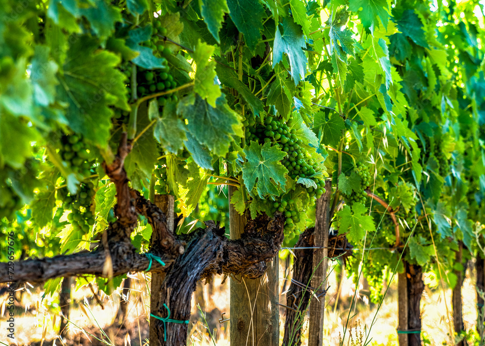 Fototapeta premium Wine Grapes Vineyard