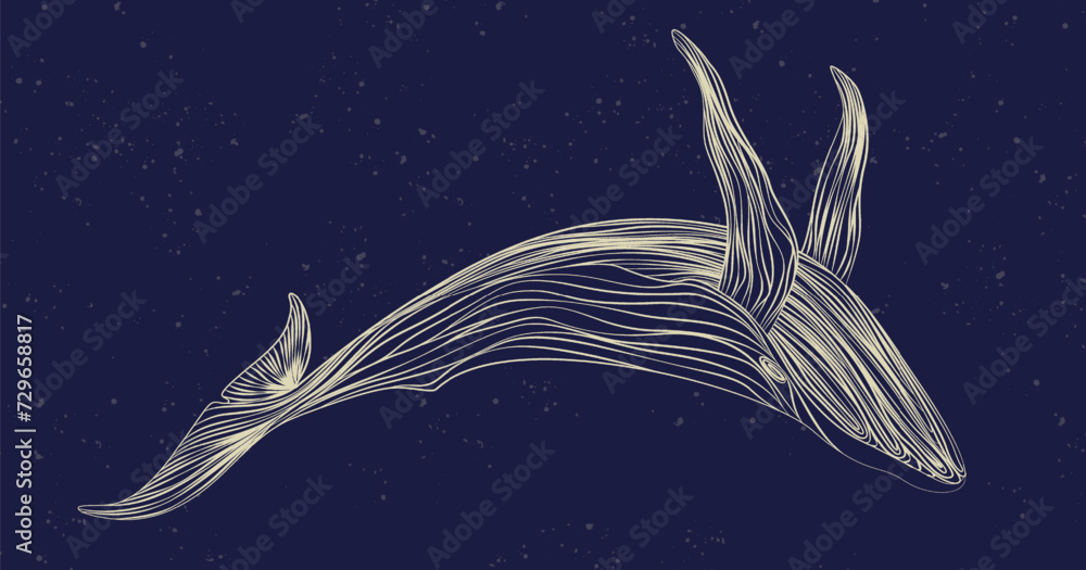 Dark blue art background with hand drawn whale in white line art style ...