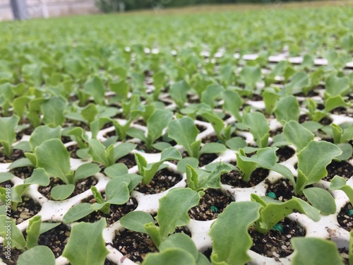 Growing lettuce in japan (salatanzucht)