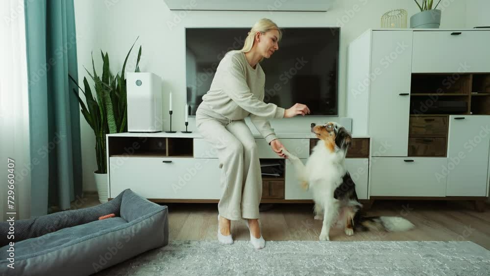 Aussie Shepherd pet learns new tricks with woman's guidance in a home setting Aussie Shepherd pet learns new tricks with woman's guidance in a home setting