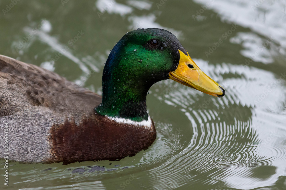 Fototapeta premium Beautiful Mallard Duck Close up