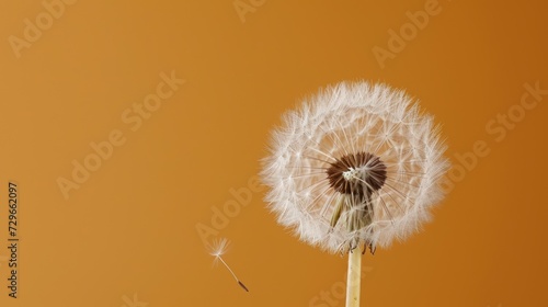  a dandelion is blowing in the wind on an orange background with a single dandelion in the foreground and a single dandelion in the foreground.