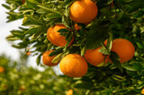juicy fresh tangerines in a garden in Cyprus in winter 5
