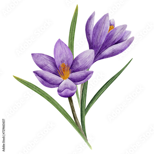 crocus flower bouquet in lilac color, drawn in watercolor, isolated on white. Hand drawn botanical illustration. Elements for cards, logos, prints, wedding design.