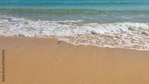 running bird on a beach on Fuerteventura, Canary Islands