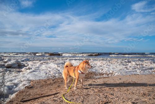 Red shiba inu dog equiped with harness, leash and GPS on Baltic sea shore in winter photo