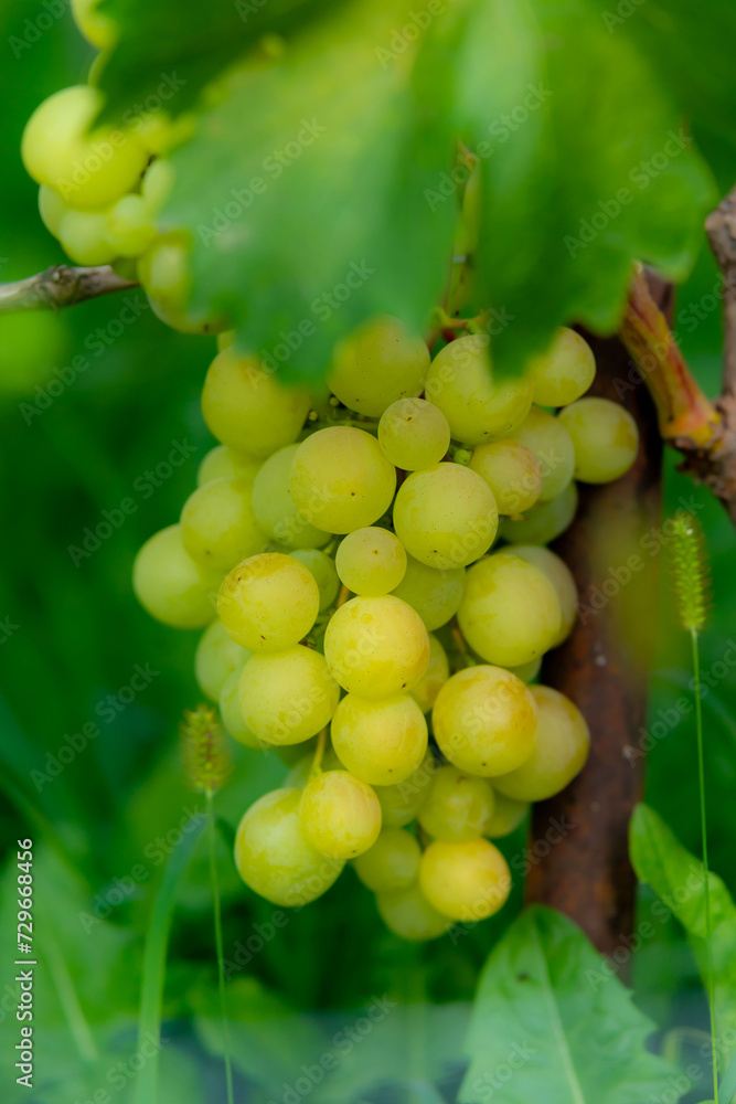 Tasty and healthy grapes with an unsurpassed taste and aroma... Tasty and healthy grapes with an unsurpassed taste and aroma...