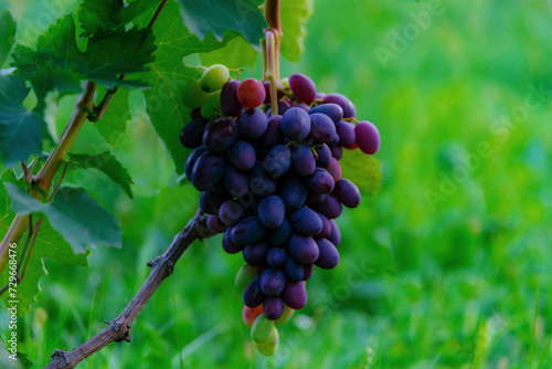Wallpaper Mural Tasty and healthy grapes with an unsurpassed taste and aroma... Torontodigital.ca