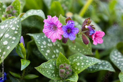 Blossom of bright Pulmonaria in spring. Lungwort. Flowers of different shades of violet in one inflorescence. Honey plant. The first spring flower. Pulmonaria officinalis from the Boraginaceae family. photo