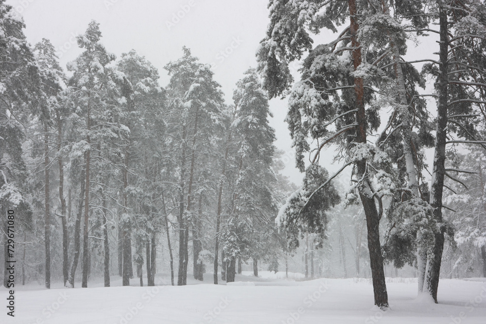 Pines in the winter forest covered with white snow. Pines in the winter forest covered with white snow.