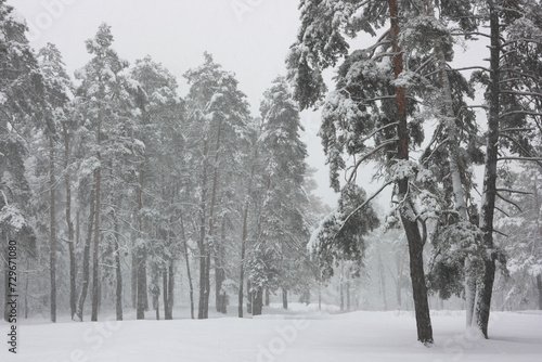 Pines in the winter forest covered with white snow.