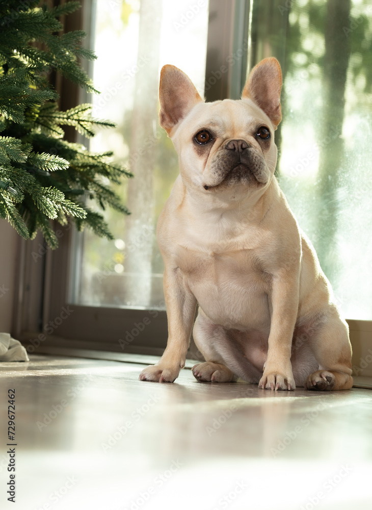 French bulldog sitting in front of Christmas tree