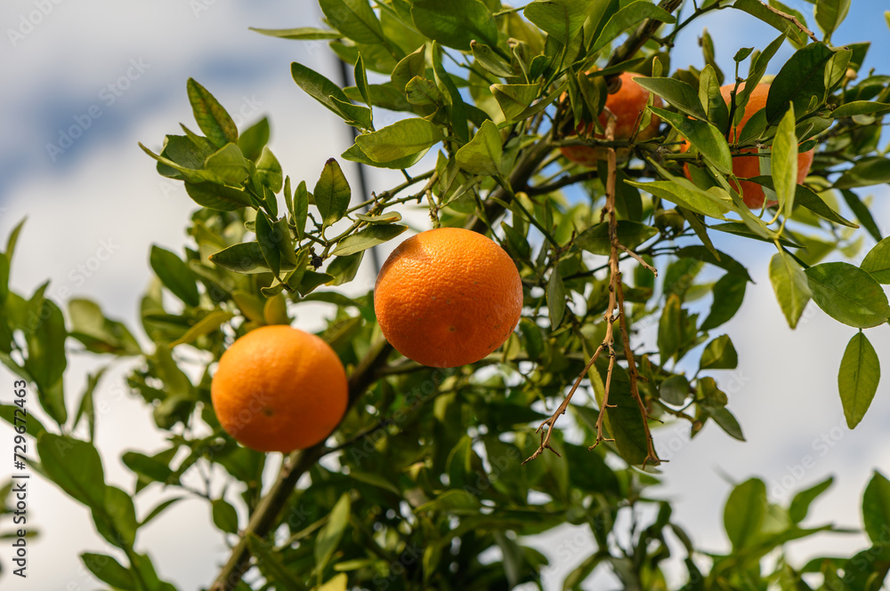 juicy fresh tangerines in a garden in Cyprus in winter 15 juicy fresh tangerines in a garden in Cyprus in winter 15