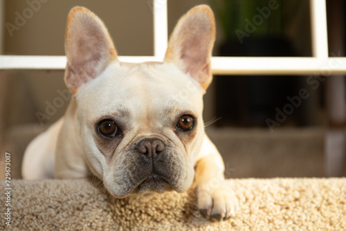 Fototapeta Naklejka Na Ścianę i Meble -  Portrait of French bulldog puppy