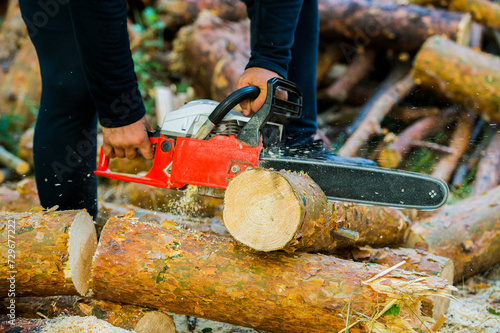 a person cuts pine logs with a gasoline saw