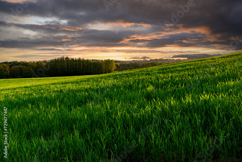 Green spring sown field and sunset sky 