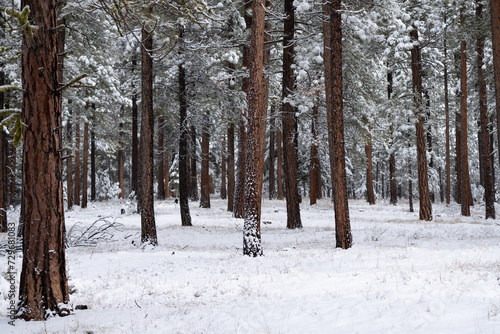 Winter in Lolo National Forest 