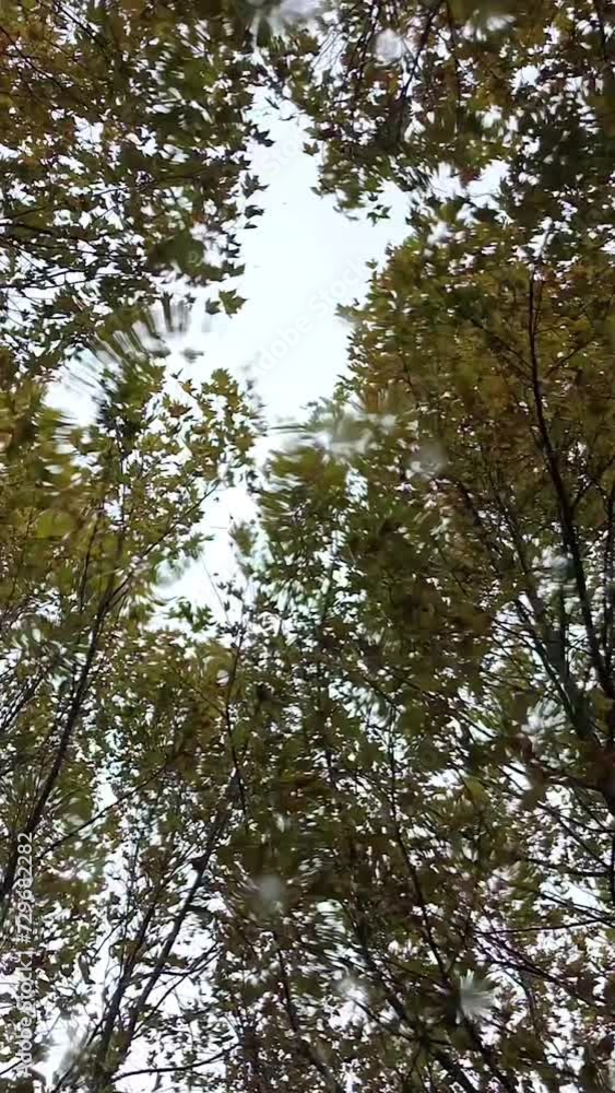 Vertical Video of Rain and Trees
