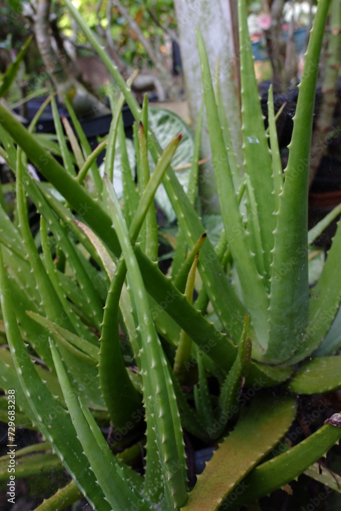 A aloe vera plants that thrive in pots in the yard, which can be used to treat hair. A aloe vera plants that thrive in pots in the yard, which can be used to treat hair.