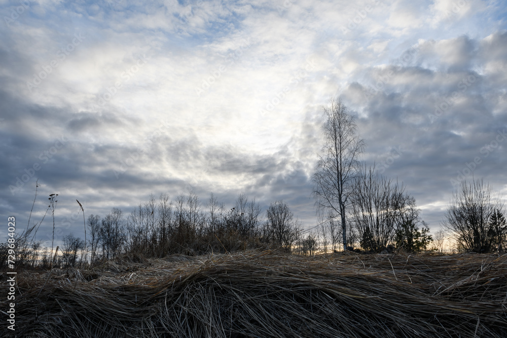 Beautiful cloudy sky before sunset over a wooded area, spring evening. In the foreground is last year's fallen yellowed grass against the backdrop of leafless bushes and wonderful clouds. Backlight Beautiful cloudy sky before sunset over a wooded area, spring evening. In the foreground is last year's fallen yellowed grass against the backdrop of leafless bushes and wonderful clouds. Backlight
