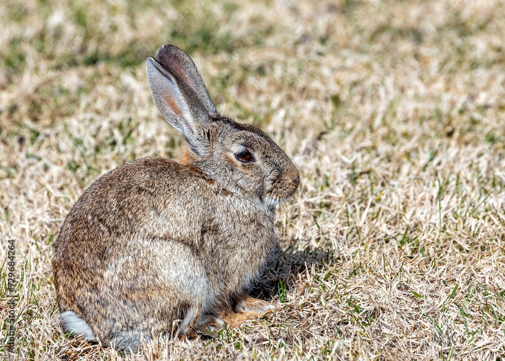 Wild European Rabbit (Oryctolagus cuniculus) in Casa de Campo, Madrid, Spain Wild European Rabbit (Oryctolagus cuniculus) in Casa de Campo, Madrid, Spain