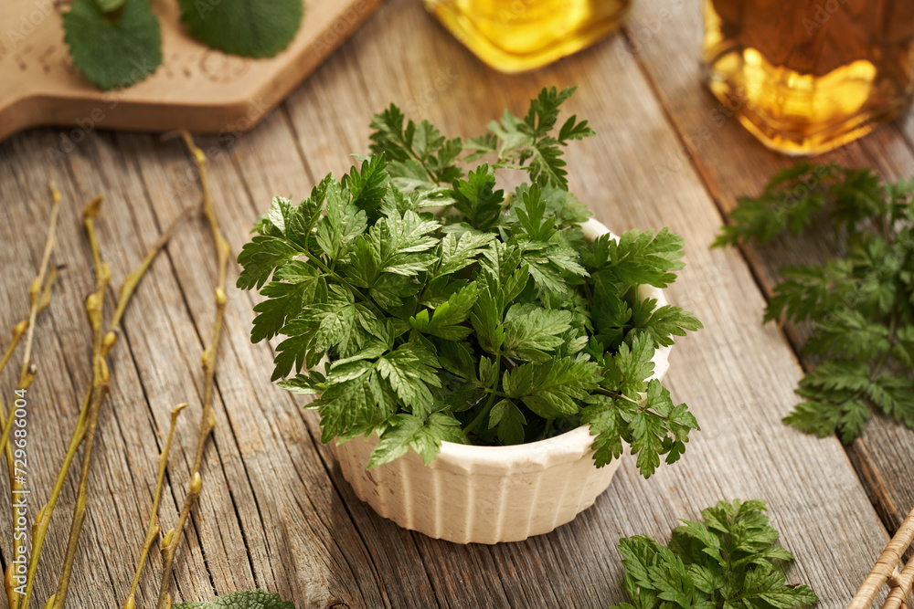 Young cow parsley leaves in a bowl on a table - a wild edible plant harvested growing in winter