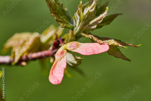 Delicate Pink Maple Samara and New Leaves in Macro