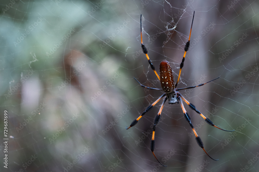 Large Golden Silk Orb-Weaver Spider Waiting For Its Prey Large Golden Silk Orb-Weaver Spider Waiting For Its Prey