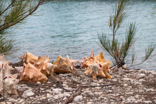 Conch shells on the shore