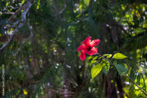 red flower in a garden photo