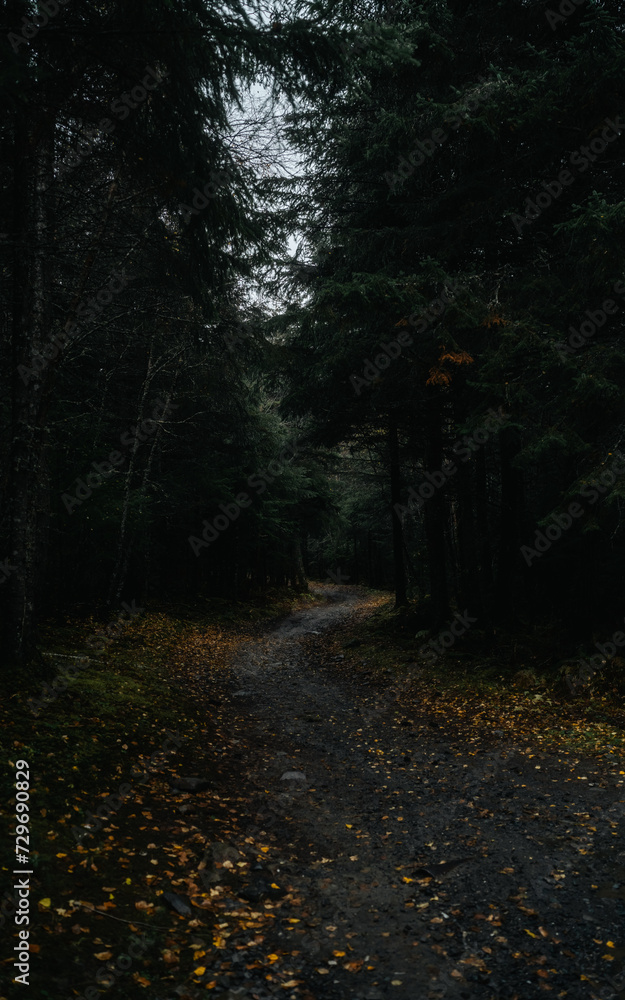 Obraz premium path in the forest