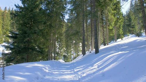 Snowdrift Path Through The Forest photo