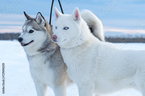 beautiful  mini huskys posing together at frozen snow at sunset. winter