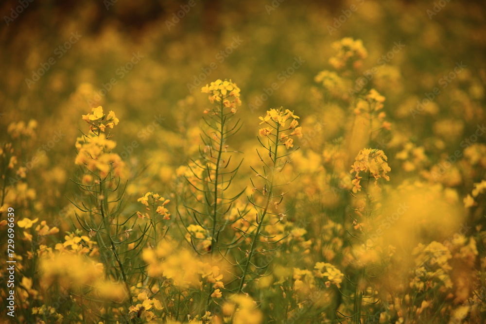 Obraz premium The Golden Canola Fields of China. The rapeseed flowers are in full bloom, Luoping becomes an ocean of golden flowers and attracts photography enthusiasts from home and abroad. Yunnan,China 