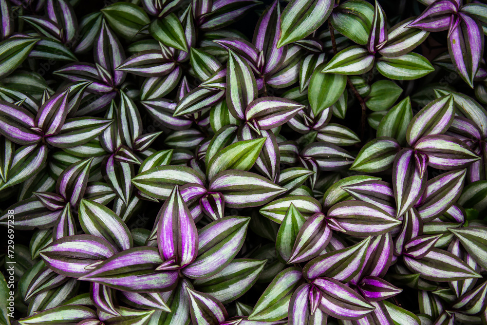 Fototapeta premium Fresh Green plant leaf for background. Green Christmas backdrop for design art work or add text message.