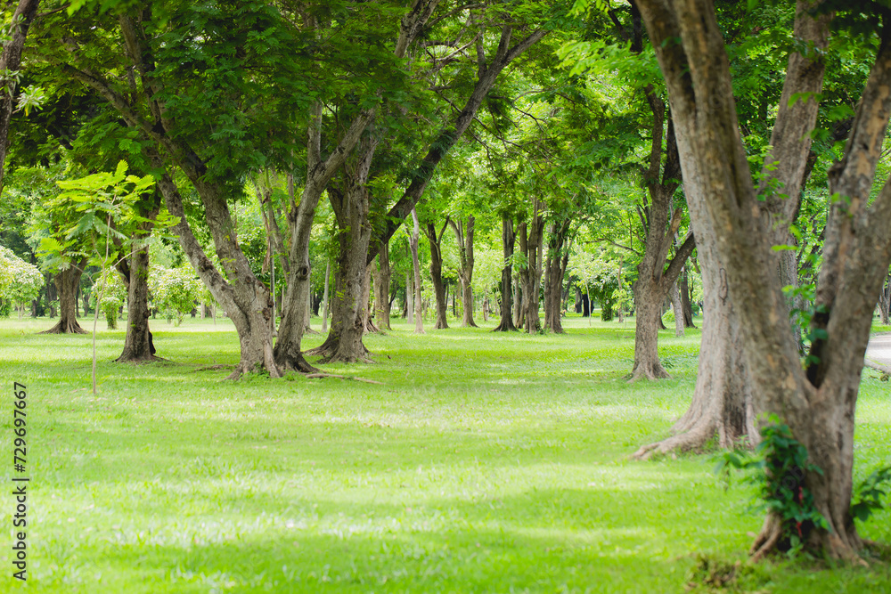 Beautiful summer landscape with field of grass and sunlight in morning. Background outdoor nature with sunbeams. Backdrop copy space for addvertise banner design art work.