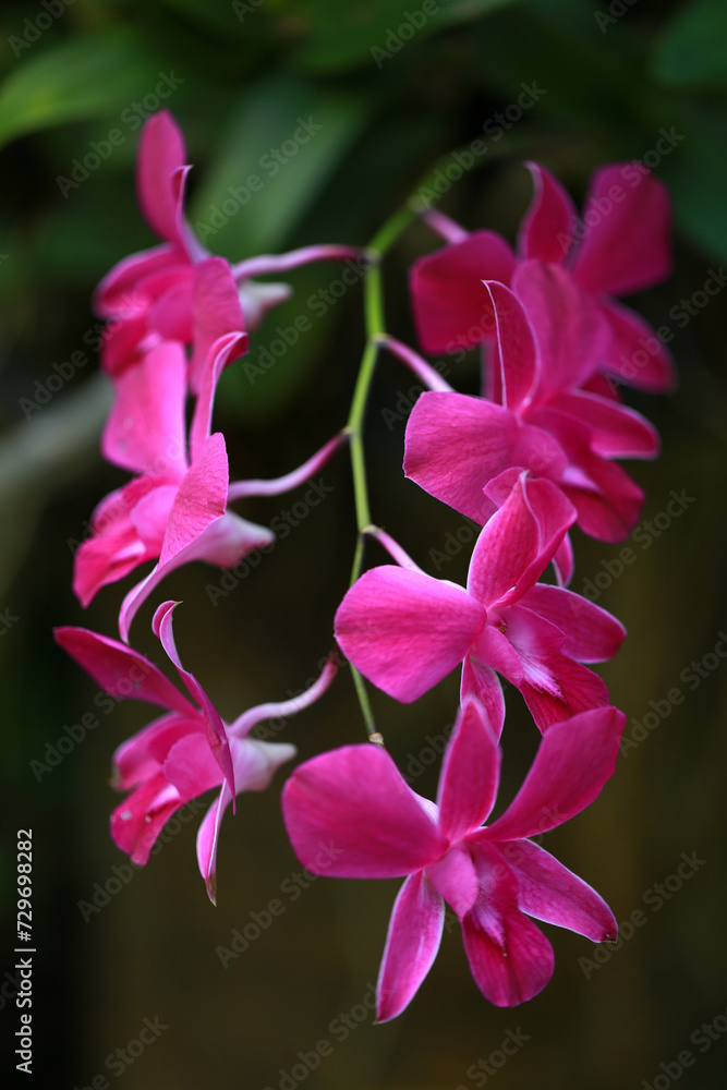 Obraz premium Pink Orchid flower in orchid garden.