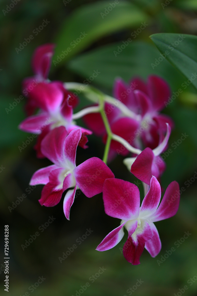 Obraz premium Pink Orchid flower in orchid garden.