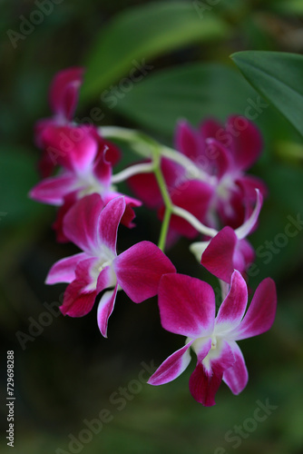 Pink Orchid flower in orchid garden.