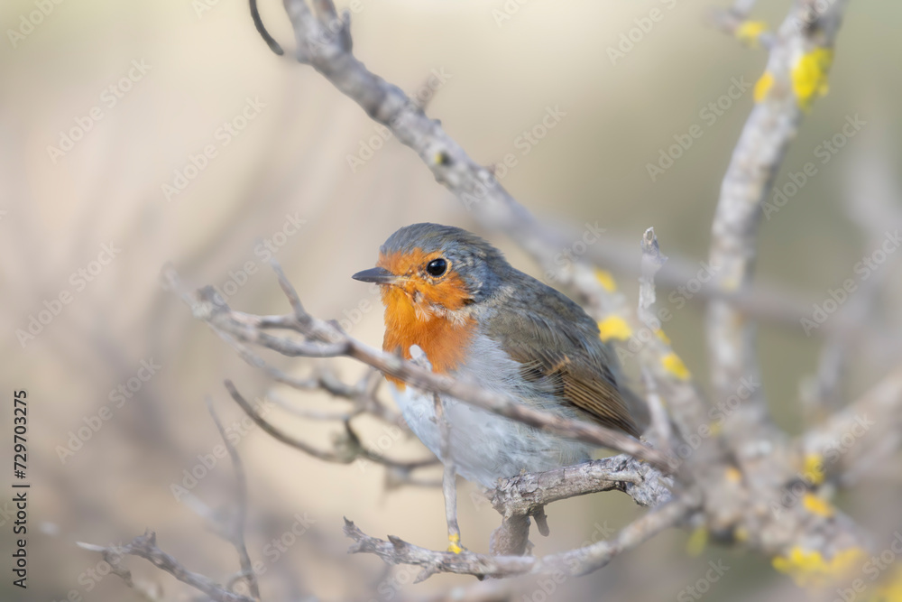 Obraz premium European robin
