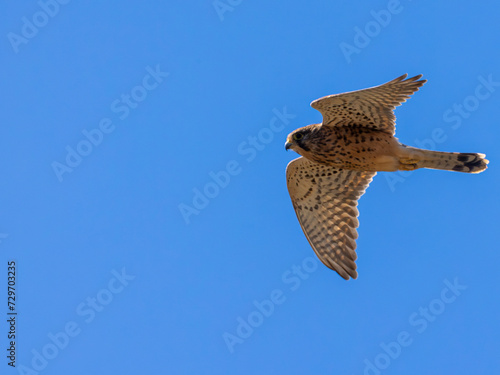 Common kestrel