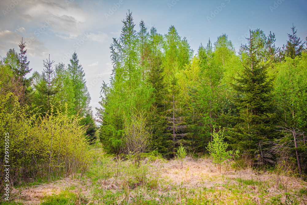 Mixed forest in Europe