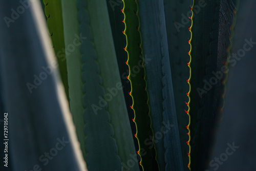 Agave Tequilana Weber Paisaje Agavero Tequila 016