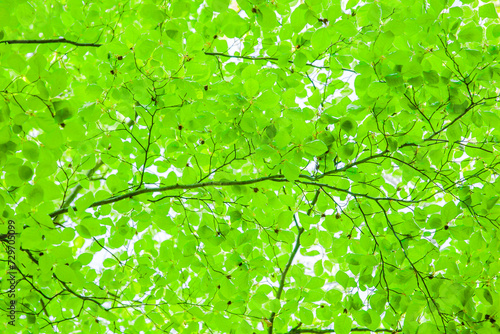 Harmonic flat pattern of fresh green beech leaves in Spring forest