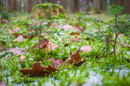 First snow on the forest floor © visual energy