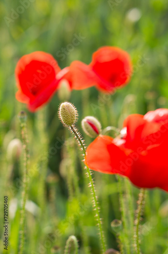 Red poppy flowers in a grain field